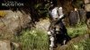 Гайд по прохождению Dragon Age: Inquisition