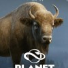 Planet Zoo: Eurasia