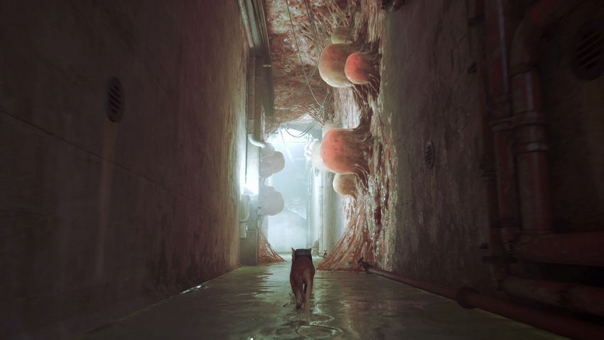 прохождение Stray