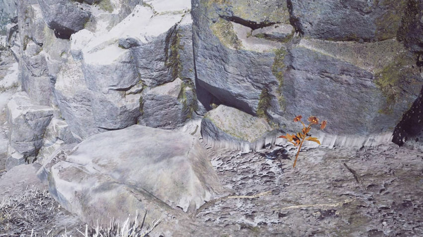 Winter Survival. Ресурсы