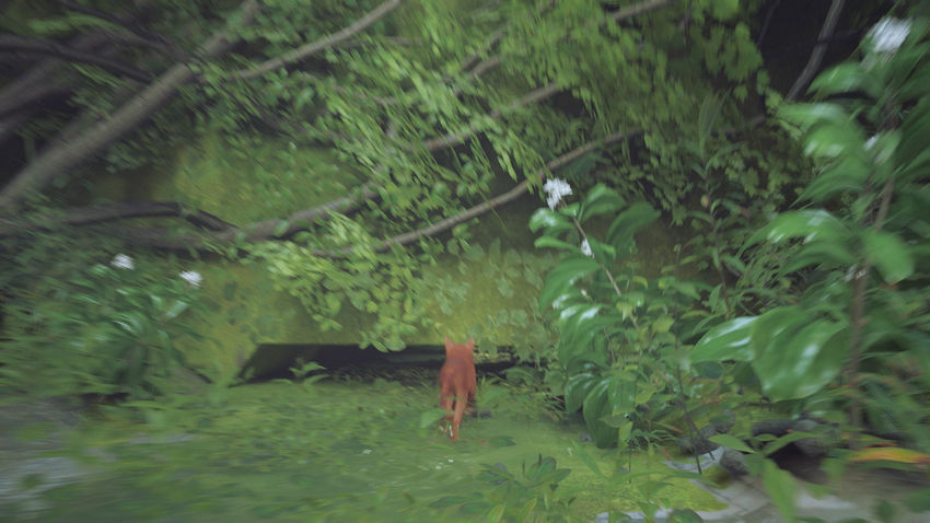 прохождение Stray